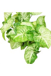 Syngonium white butterfly