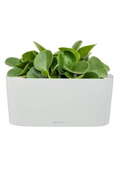 Peperomia nain dans un Delta auto-irriguant