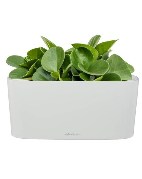 Lechuza Lechuza | Peperomia