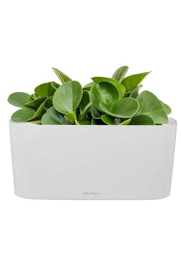 Peperomia nain dans un Delta auto-irriguant