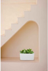 Peperomia dwergpeper In Zelfwatergevende Delta
