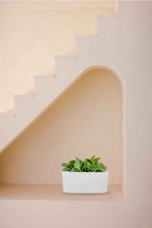 Peperomia nain dans un Delta auto-irriguant