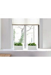 Peperomia nain dans un Delta auto-irriguant