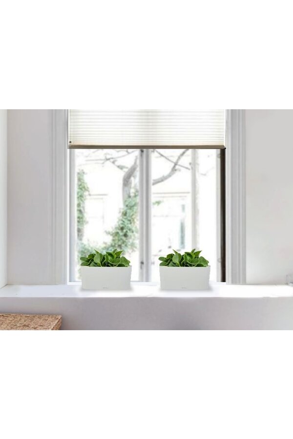 Peperomia nain dans un Delta auto-irriguant