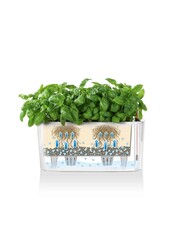 Peperomia nain dans un Delta auto-irriguant