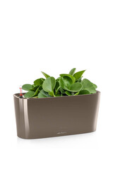 Peperomia nain dans un Delta auto-irriguant