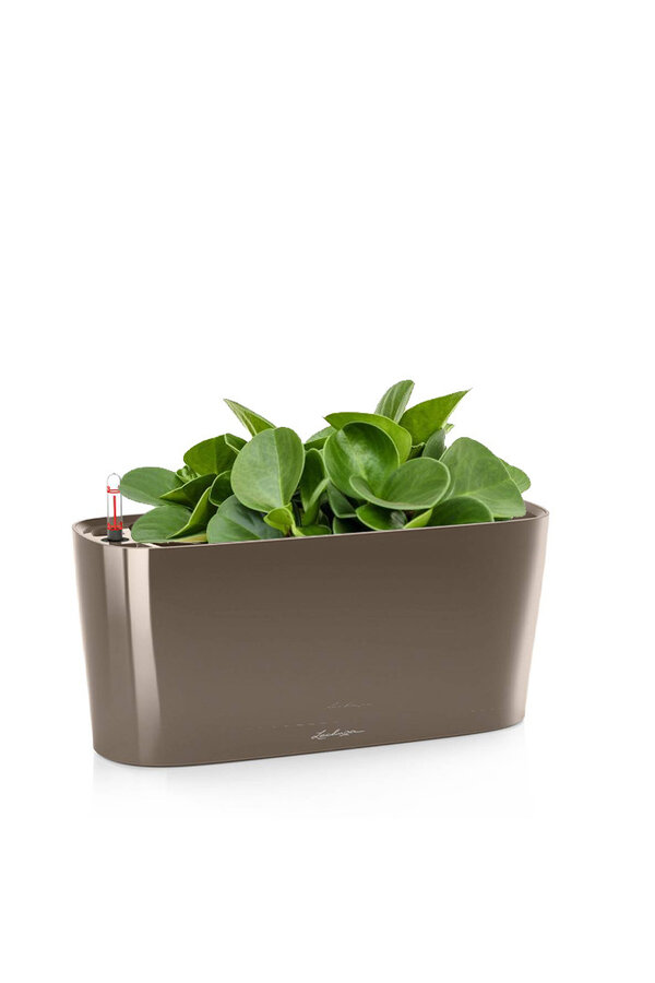 Peperomia nain dans un Delta auto-irriguant