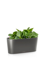 Peperomia nain dans un Delta auto-irriguant