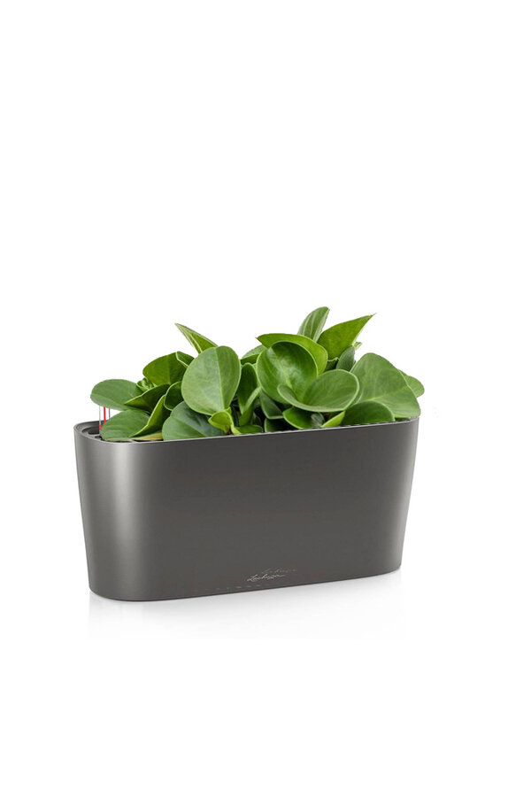 Peperomia nain dans un Delta auto-irriguant