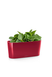 Peperomia nain dans un Delta auto-irriguant