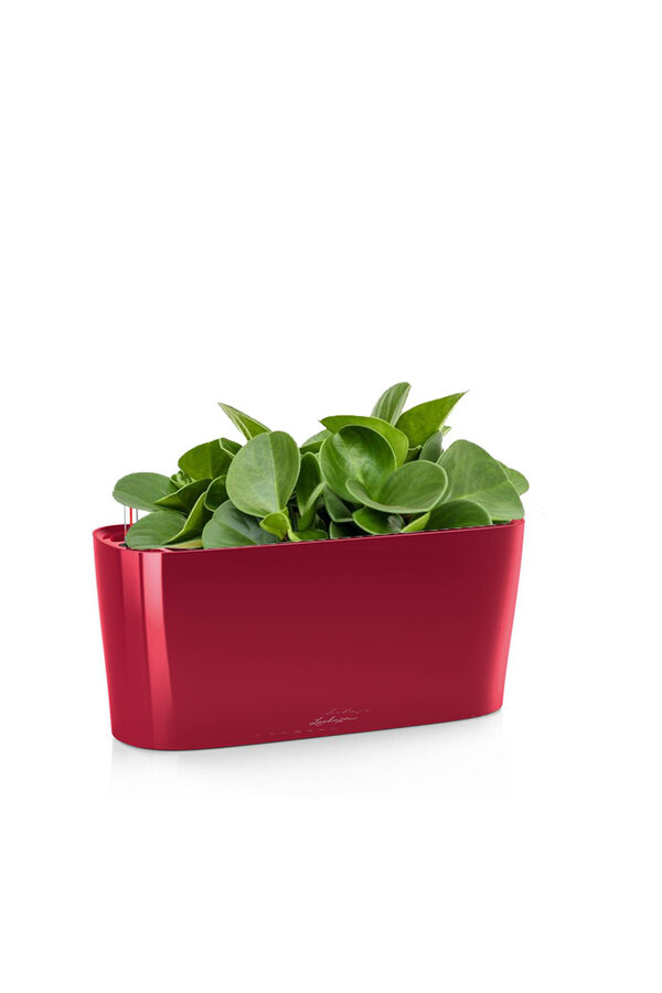 Peperomia nain dans un Delta auto-irriguant