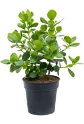 Clusia Rosea Princess