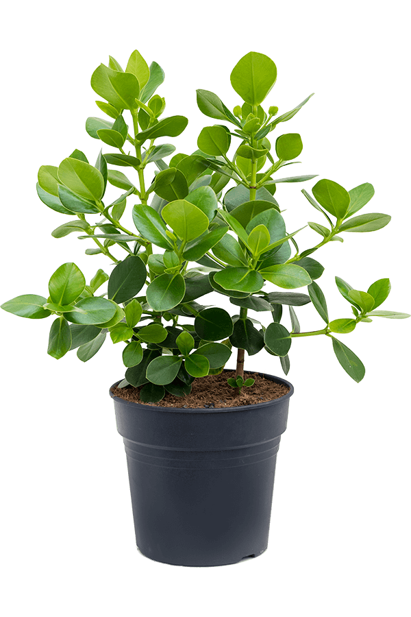 Clusia Rosea Princess