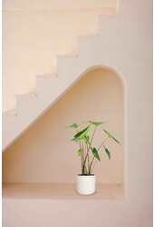 Alocasia Zebrina in B. For Soft