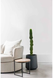 Euphorbia Erytrea XL