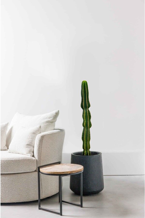 Euphorbia Erytrea XL