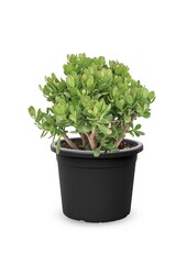 Crassula Ovata  XL