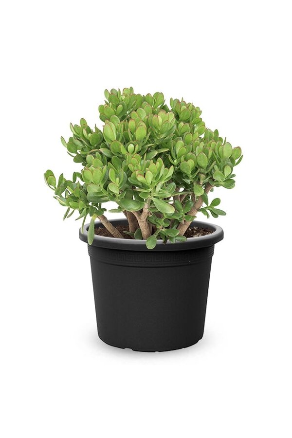 Crassula Ovata  XL
