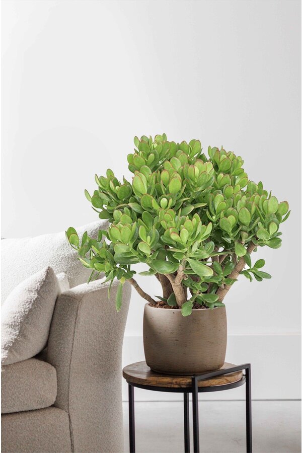 Crassula Ovata  XL