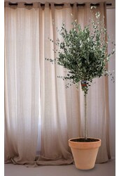 Olivier en terre cuite