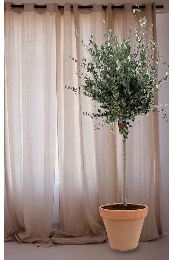 Olijfboom in TerraCotta