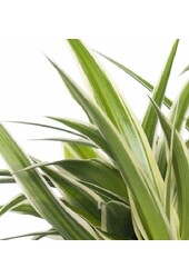 Babyplant Chlorophytum in keramieken potje