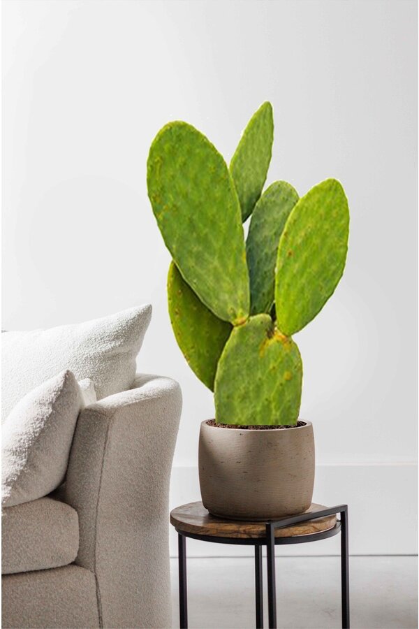 Opuntia Indica