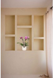 Phalaenopsis Optifriend Lotte Lazio blanc