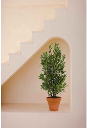 Laurus Nobilis Struik M in TerraCotta
