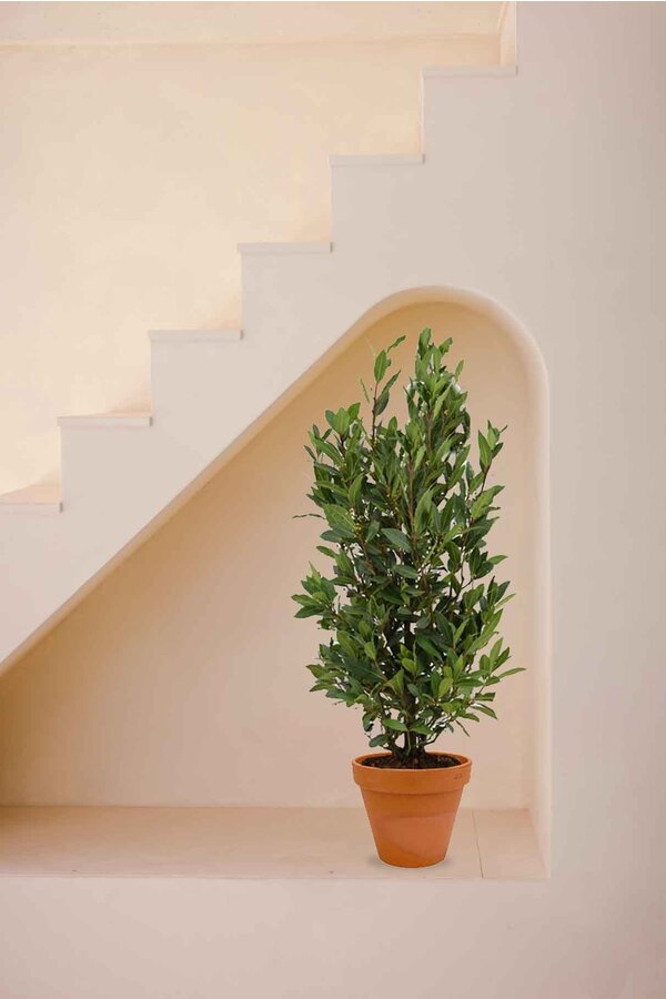Laurus Nobilis Struik M in TerraCotta