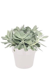 Séneçon 'Mountain Fire' dans B.for Soft