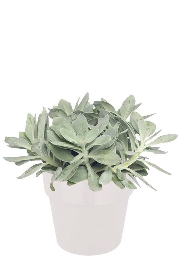 Séneçon 'Mountain Fire' dans B.for Soft