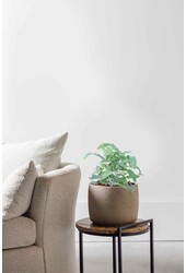 Phlebodium Blue Star (per 6 stuks)