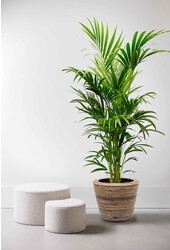 Palmier Kentia en Pot en Rotin