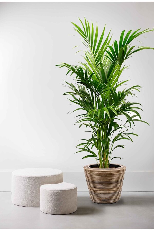 Kentiapalm in Rotan Pot