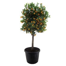 Citrus Calamondin