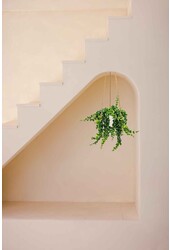 Aeschynanthus Lobbianus Twister dans pot Patt