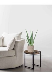 Aloe Vera in Charlie grey washed