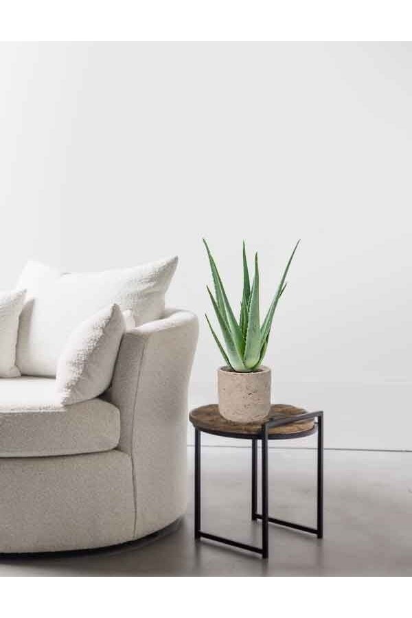 Aloe Vera in Charlie grey washed