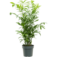 Chamaedorea