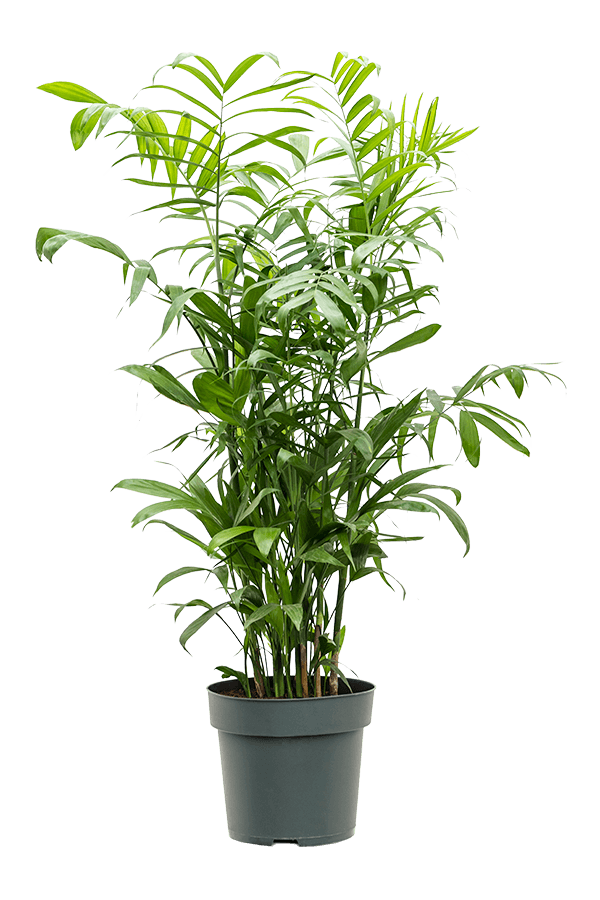 Chamaedorea Seifrizii