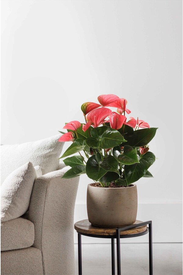 Anthurium Pink Champion L