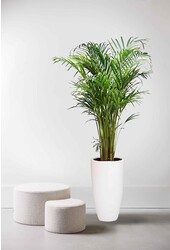 Goudpalm Areca In Pure Soft High