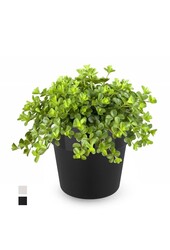 Peperomia Dwergpeper in B. For Original
