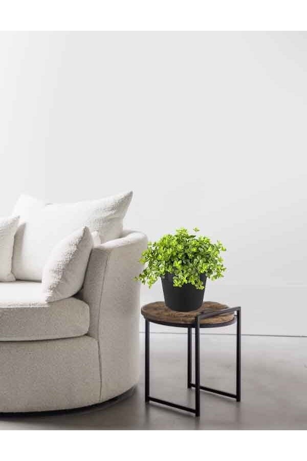 Peperomia Poivre nain dans B. For Original