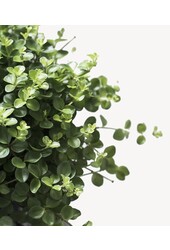 Peperomia Dwergpeper in B. For Original
