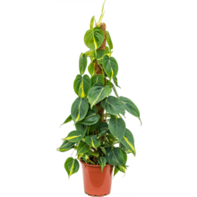 Philodendron