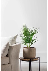 Chamaerops Humilis XS