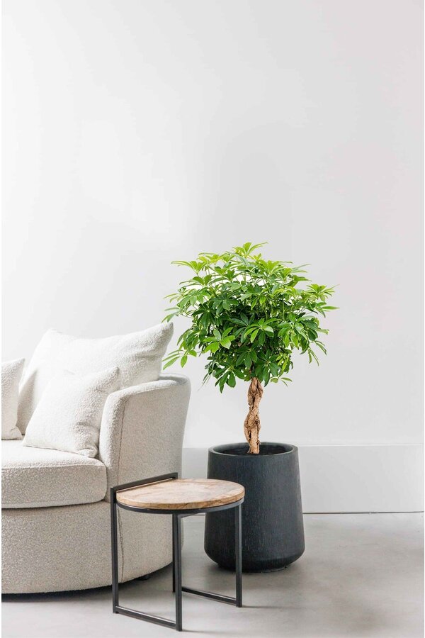 Schefflera gevlochten stam L