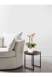 Phalaenopsis Optifriend Tess Lazio white